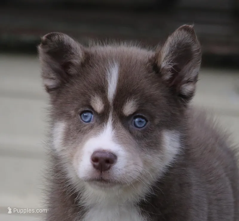 Lee – Pomsky puppy for sale in Lancaster, OH