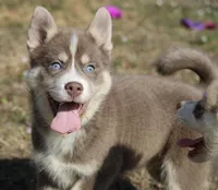 Lee, a male Pomsky for sale in Lancaster, OH – Photo 6 of 10