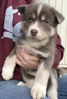 Lee, a male Pomsky for sale in Lancaster, OH – Photo 2 of 5