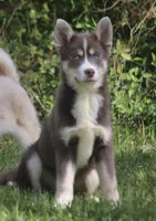Lee, a male Pomsky for sale in Lancaster, OH – Photo 4 of 10