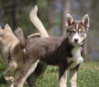 Lee, a male Pomsky for sale in Lancaster, OH – Photo 2 of 10