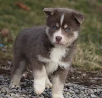 Lee, a male Pomsky for sale in Lancaster, OH – Photo 1 of 5