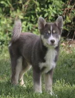Lee, a male Pomsky for sale in Lancaster, OH – Photo 3 of 10