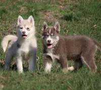Lee, a male Pomsky for sale in Lancaster, OH – Photo 9 of 10
