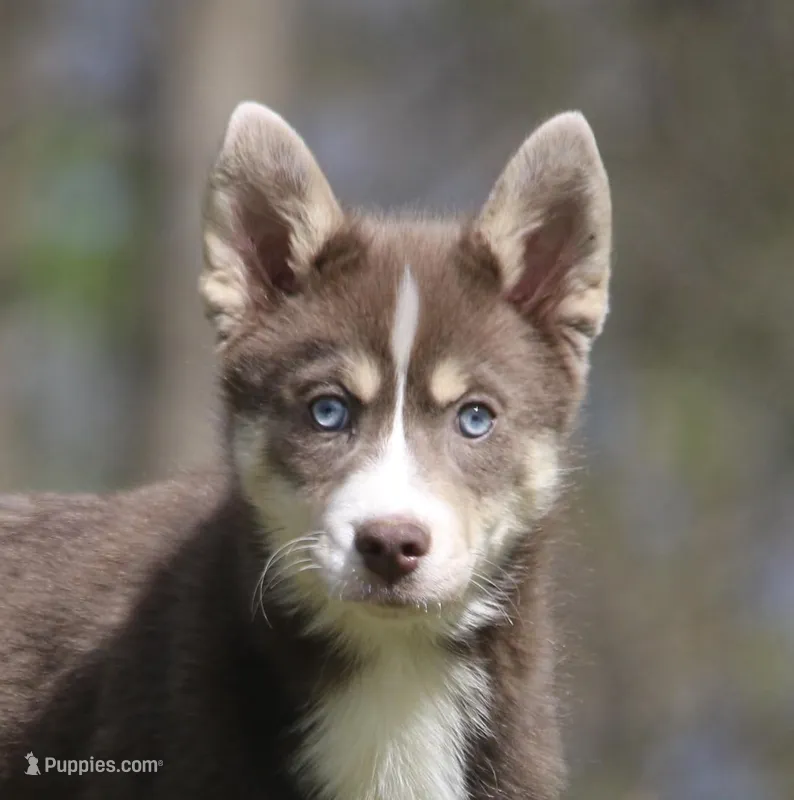 Lee – Pomsky puppy for sale in Lancaster, OH