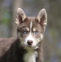 Lee, a male Pomsky for sale in Lancaster, OH – Photo 1 of 10