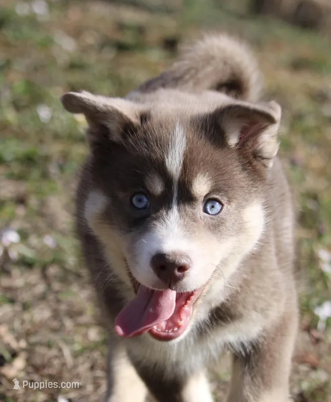 Lee – Pomsky puppy for sale in Lancaster, OH