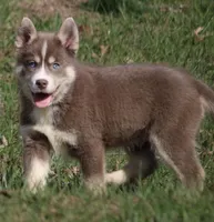 Lee, a male Pomsky for sale in Lancaster, OH – Photo 10 of 10