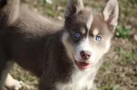 Lee, a male Pomsky for sale in Lancaster, OH – Photo 7 of 10