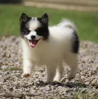 Minnie , a female Pomsky for sale in Lancaster, OH – 4 of 5