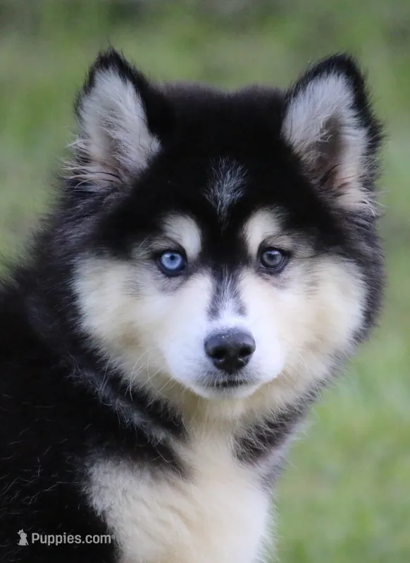 Major  – Pomsky puppy for sale in Lancaster, OH