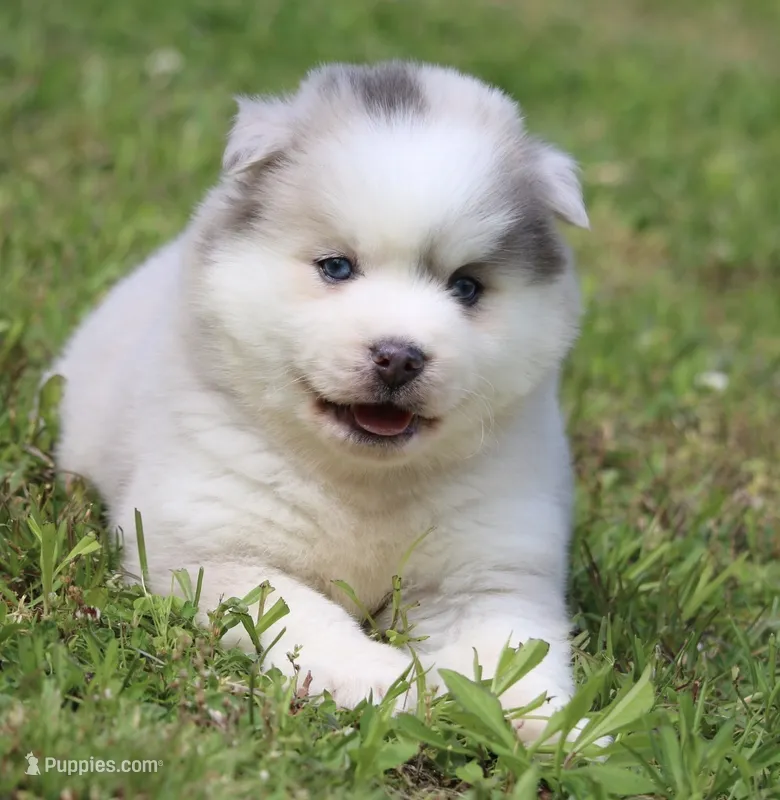Merle – Pomsky puppy for sale in Lancaster, OH