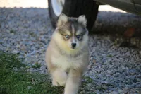 Luna, a female Pomsky for sale in Lancaster, OH – Photo 4 of 4
