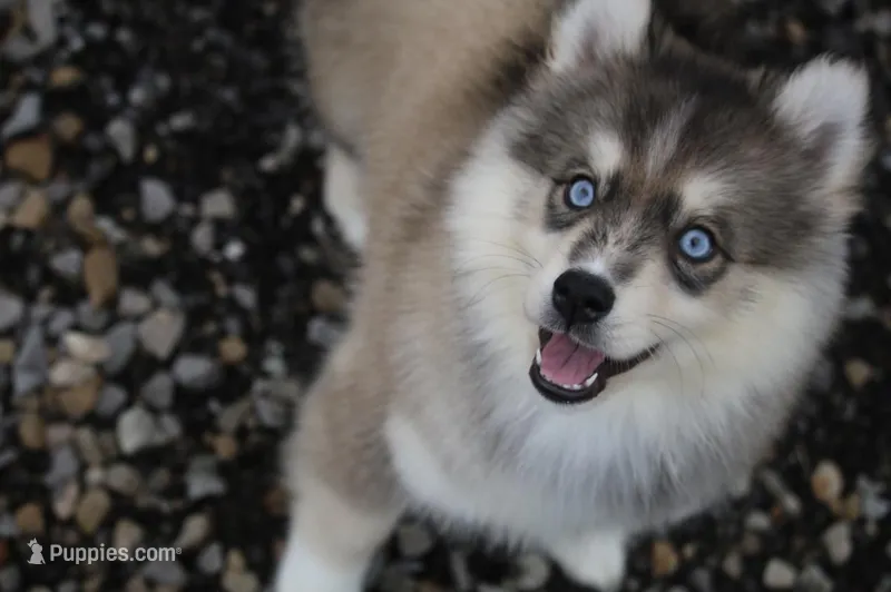Luna – Pomsky puppy for sale in Lancaster, OH