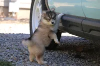 Luna, a female Pomsky for sale in Lancaster, OH – Photo 3 of 4