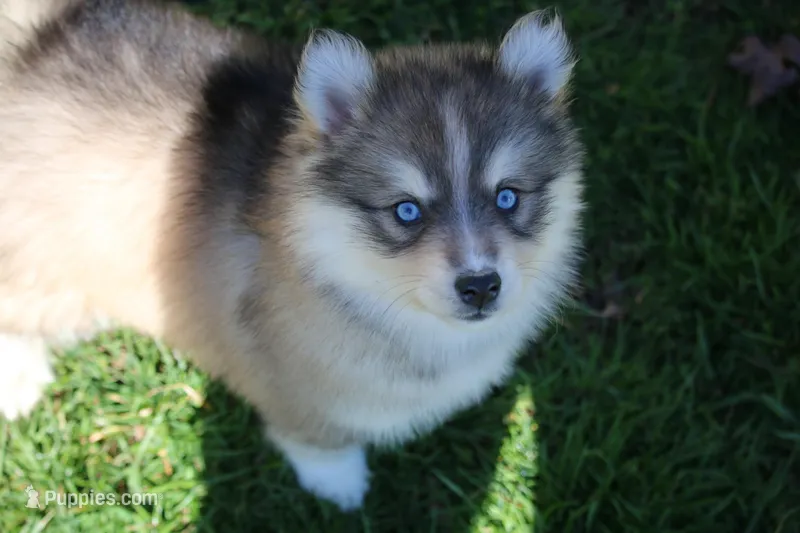 Luna – Pomsky puppy for sale in Lancaster, OH