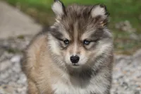 Luna, a female Pomsky for sale in Lancaster, OH – Photo 2 of 4