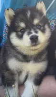 Dakota , a male Pomsky for sale in Lancaster, OH – 5 of 7