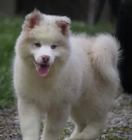Max, a male Pomsky for sale in Lancaster, OH – 8 of 10