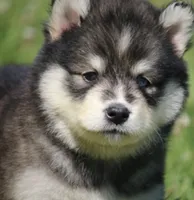 Dakota , a male Pomsky for sale in Lancaster, OH – 3 of 7