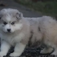 Kay, a female Pomsky for sale in Lancaster, OH – Photo 7 of 10