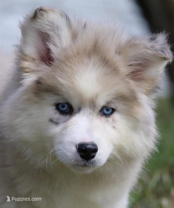 Kay – Pomsky puppy for sale in Lancaster, OH
