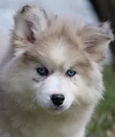 Kay, a female Pomsky for sale in Lancaster, OH – Photo 1 of 10