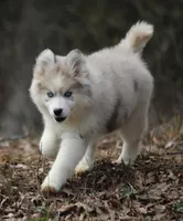 Kay, a female Pomsky for sale in Lancaster, OH – Photo 3 of 10