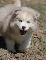 Kay, a female Pomsky for sale in Lancaster, OH – Photo 5 of 10