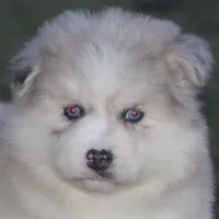 Kay, a female Pomsky for sale in Lancaster, OH – Photo 9 of 10