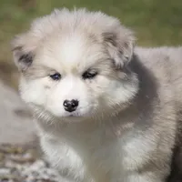 Kay, a female Pomsky for sale in Lancaster, OH – Photo 6 of 10