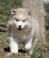 Kay, a female Pomsky for sale in Lancaster, OH – Photo 2 of 10