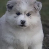 Kay, a female Pomsky for sale in Lancaster, OH – Photo 8 of 10