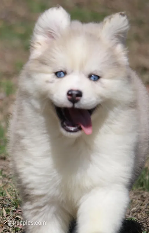 Kay – Pomsky puppy for sale in Lancaster, OH
