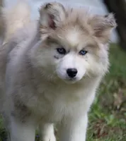 Kay, a female Pomsky for sale in Lancaster, OH – Photo 4 of 10
