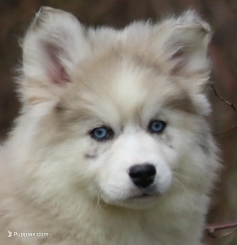 Kay – Pomsky puppy for sale in Lancaster, OH