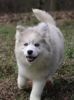 Kay, a female Pomsky for sale in Lancaster, OH – Photo 2 of 10