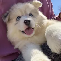 Kay, a female Pomsky for sale in Lancaster, OH – Photo 4 of 10