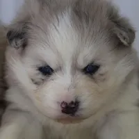 Kay, a female Pomsky for sale in Lancaster, OH – Photo 10 of 10