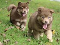 Autumn, a female Pomsky for sale in Lancaster, OH – 3 of 6