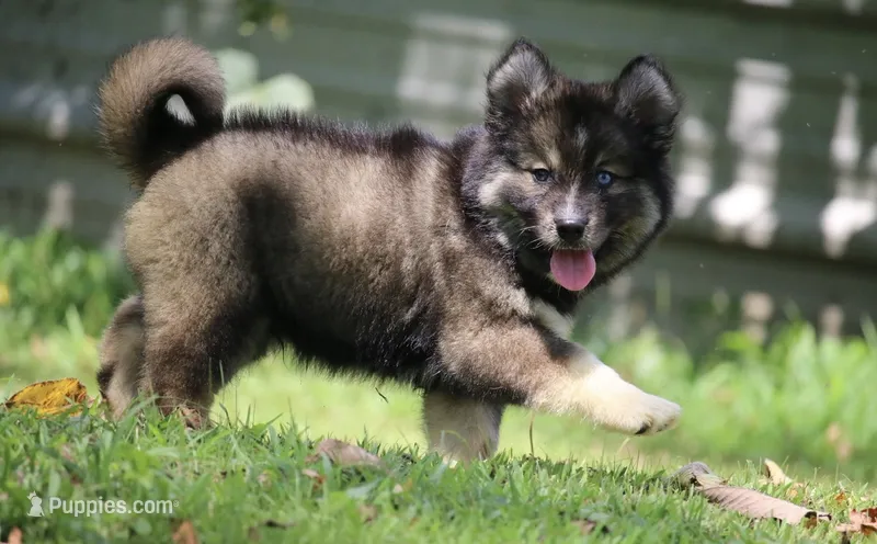 Dutch – Pomsky puppy for sale in Lancaster, OH