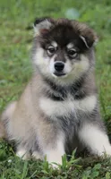 Diesel, a male Pomsky for sale in Lancaster, OH – 2 of 2