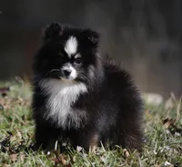 Lily, a female Pomsky for sale in Lancaster, OH – Photo 2 of 5