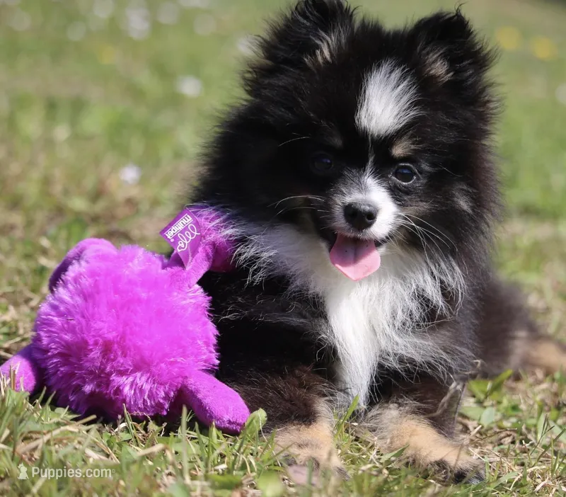 Lily – Pomsky puppy for sale in Lancaster, OH