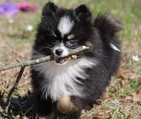 Lily, a female Pomsky for sale in Lancaster, OH – Photo 3 of 5