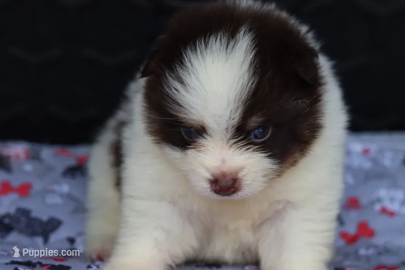 Nugget – Pomsky puppy for sale in Lancaster, OH