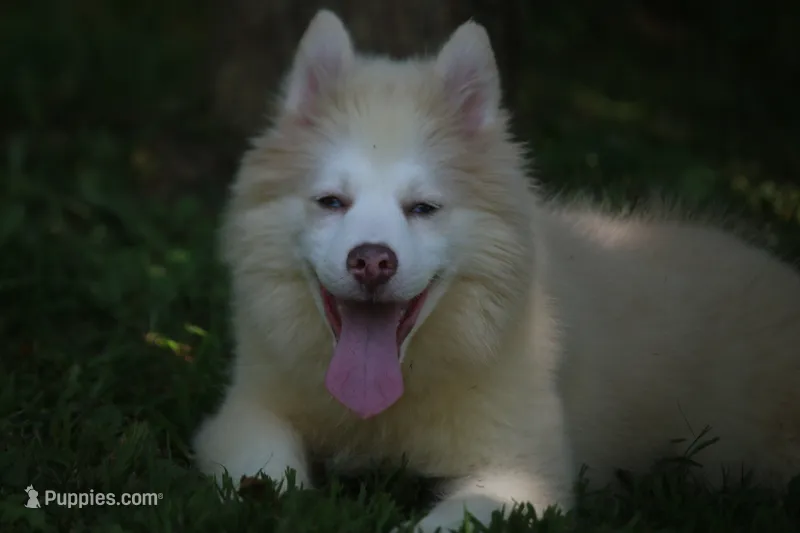 Max – Pomsky puppy for sale in Lancaster, OH