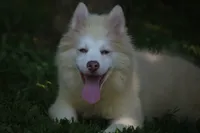 Max, a male Pomsky for sale in Lancaster, OH – 1 of 10