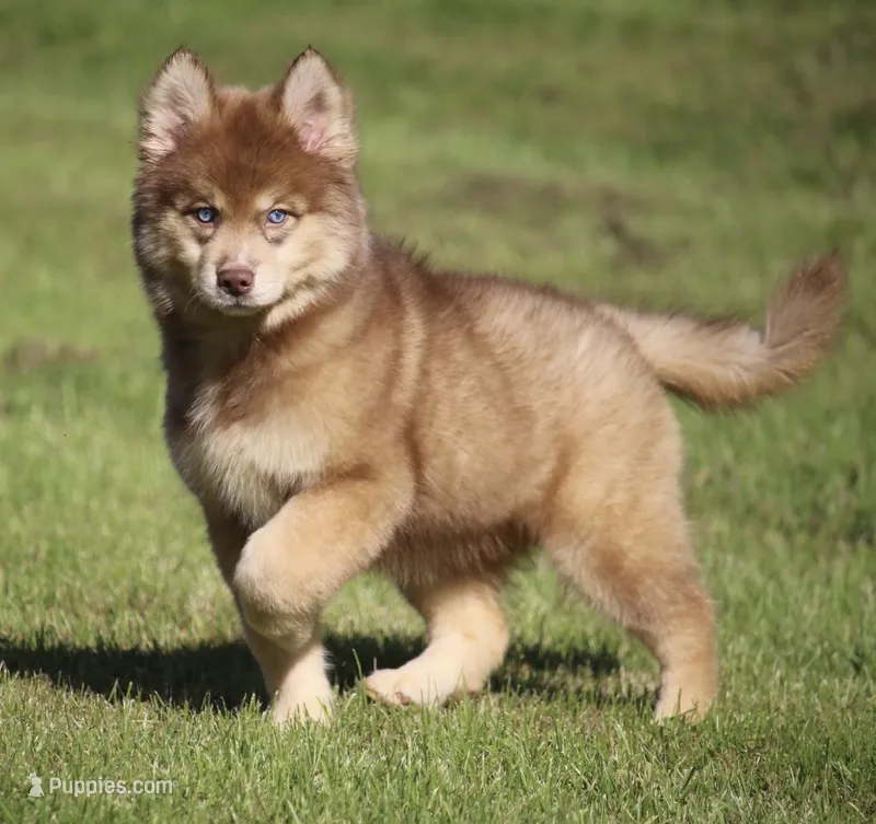 Autumn – Pomsky puppy for sale in Lancaster, OH