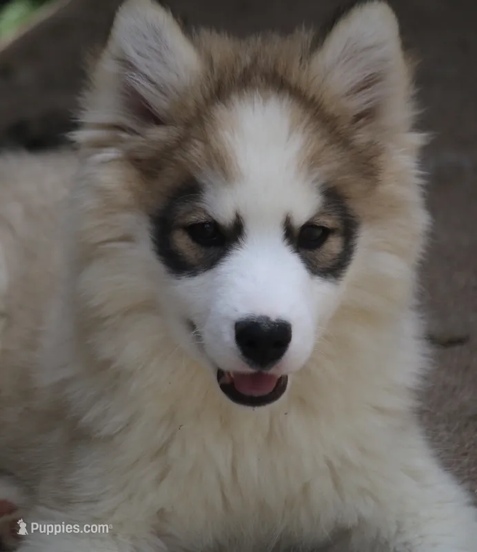 Gavin – Pomsky puppy for sale in Lancaster, OH